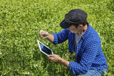Farmer crouching in a pea field using a tablet and inspecting the yield Stock Photos