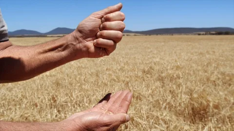 Farmer Crushes Wheat in His Hands Stock Footage 129722519