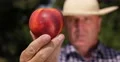 Farmer Cultivator Check Peach Quality Control Man Look Examine Nectarine Fruit 4k or 4k+ Resolution