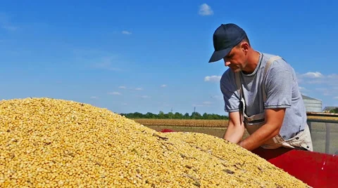 Farmer with cupped hands holding soybeans grains in his hand Vidéo 58401796
