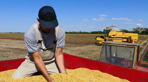 Farmer with cupped hands holding soybeans grains in his hand 库存影片 58404373