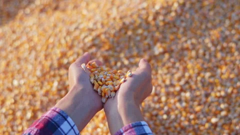 Farmer cupping maize kernels after harvest is done with sunlight. animal fe.. Stock Footage 336993592