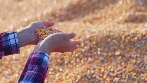Farmer cupping maize kernels after harvest is done with sunlight. animal fe.. Stock Footage 336994063
