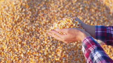 Farmer cupping maize kernels after harvest is done with sunlight. animal fe.. Video stock 336994242