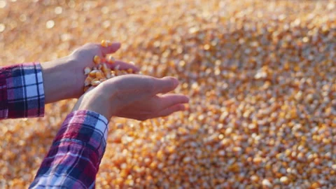 Farmer cupping maize kernels after harvest is done with sunlight. animal fe.. Video stock 336994273