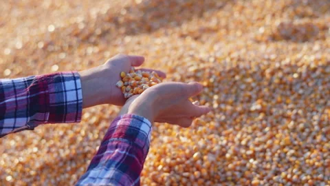 Farmer cupping maize kernels after harvest is done with sunlight. animal fe.. Stock Footage 336994289