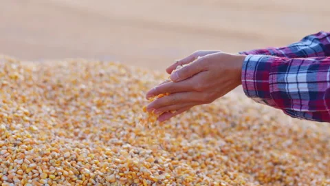 Farmer cupping maize kernels after harvest is done with sunlight. animal fe.. Stock Footage 336994864