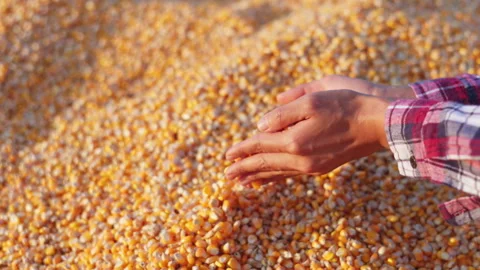 Farmer cupping maize kernels after harvest is done with sunlight. animal fe.. Video stock 336994888