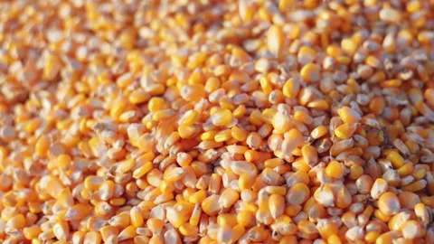 Farmer cupping maize kernels after harvest is done with sunlight. animal fe.. Stock Footage 336994993
