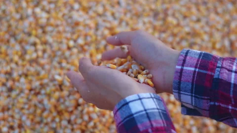 Farmer cupping maize kernels after harvest is done with sunlight. animal fe.. Video stock 336995498