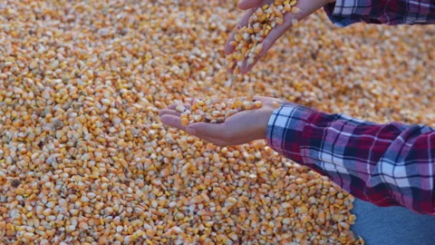 Farmer cupping maize kernels after harvest is done with sunlight. animal fe.. Stock Footage 336995527