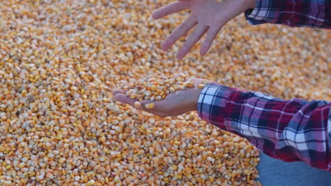 Farmer cupping maize kernels after harvest is done with sunlight. animal fe.. Video stock 336995968