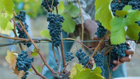 Farmer cut bunch of grapes from tree in vineyard Stock Footage 87807325