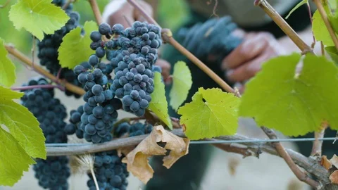 Farmer cut bunch of grapes from tree in vineyard Stock Footage 87807376