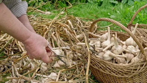 Farmer cut garlic stems with scissors and put ripe bulbs into the straw basket Video stock 138843686