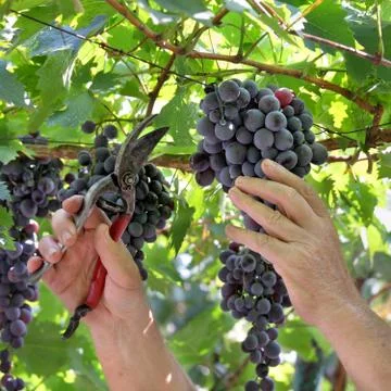 Farmer cut grape Stock Photos