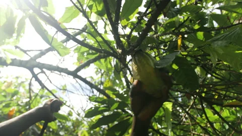A farmer cuts and harvests a cocoa fruit from a sunny tree, in Ivory Coast Stock Footage 237825343
