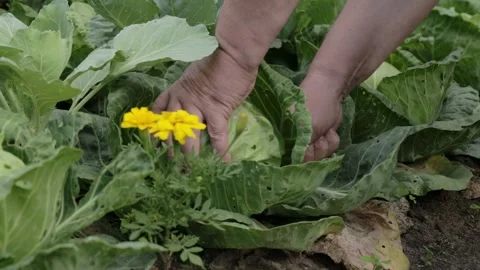 Farmer cuts cabbage head with knife for garden beds, close-up, harvest Stock Footage 315511024