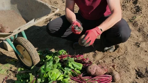 Farmer cuts the leaves off the beetroot with a knife after harvesting Stock Footage 317297943