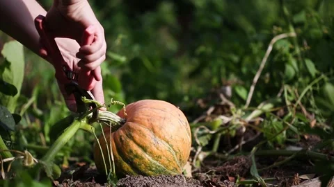Farmer cuts orange pumpkin on bed in garden. 動画素材 150949555