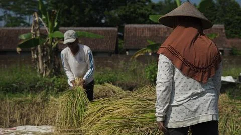 A farmer cuts rice using a sickle during harvest in a rice field Foto stock