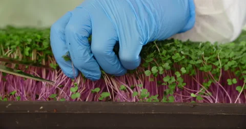 Farmer cuts the sprouts of microgreens with scissors, collecting the microgreens Video stock 169246050