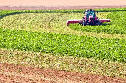 Farmer Cutting Beet Tops Stock Photos