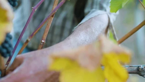 Farmer cutting bunch of grapes with shears in vineyard Stock Footage 87807332