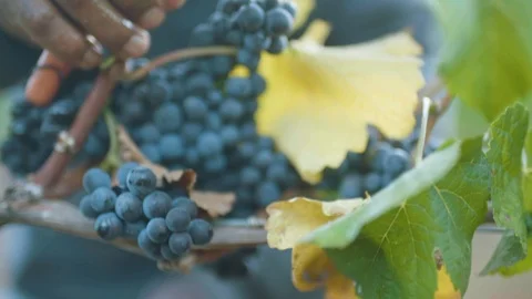 Farmer cutting bunch of grapes with shears in vineyard Stock Footage 87807859