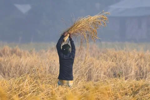 A farmer is cutting crops. Stock Photos