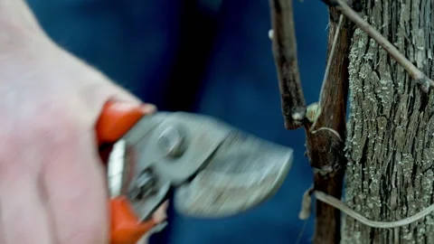 Farmer cutting grape branches with shears 스톡 동영상 233889095