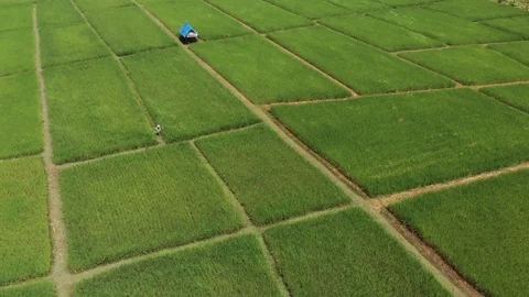 Farmer cutting grass at green rice field Stock Footage 95941400