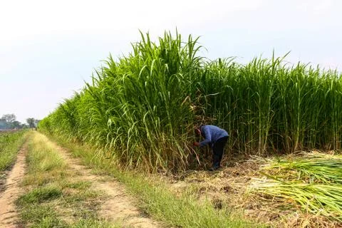 Farmer cutting grass Stock Photos
