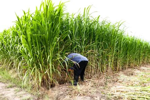 Farmer cutting grass Stock Photos