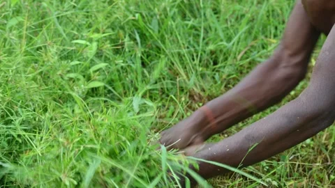 Farmer cutting grass from Sickle. Stock Footage 289624325