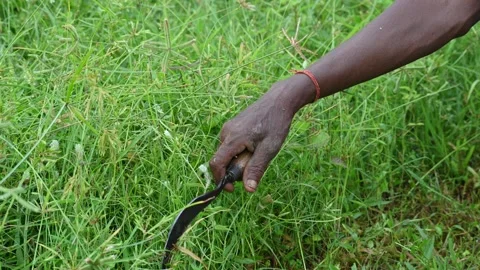 Farmer cutting grass from Sickle. Stockbeeldmateriaal 289624781