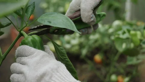 Farmer Cutting Green Bell Pepper During Greenhouse Harvest Stockbeeldmateriaal 345291640