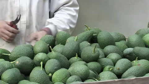 Farmer cutting peduncle avocado to avocado just harvested Stock Footage 256899672