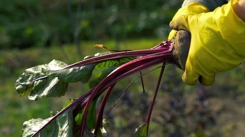 The farmer cutting off tops of beets in field Stock Footage 80297445