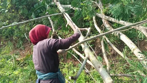 Farmer Cutting Tree Branches in Nature Stock Footage 316448819