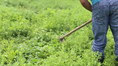 The farmer delivers Stock Footage 131625667