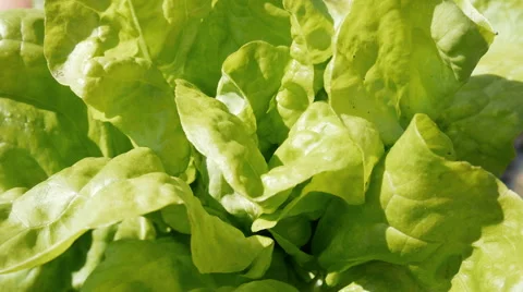 Farmer demonstrating a big bunch of the green salad leaves Video stock 65367211