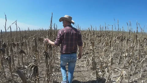 Farmer at devastated corn crop agricultural field Stock Footage 159998059