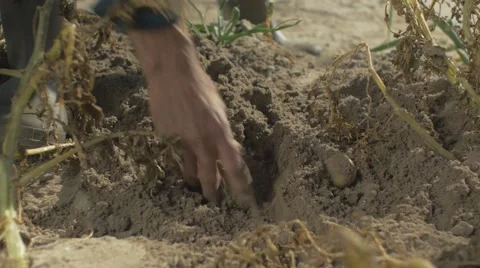 Farmer Dig out the potato Stock Footage 62451111