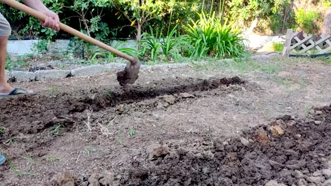 Farmer Digging the Compost Soil with a How Tool in 4K Video Stock Footage 146195148