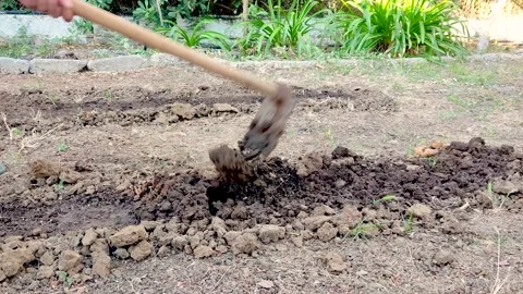 Farmer Digging the Compost Soil with a How Tool in Slow Motion in 4K Video Stock Footage 146210616