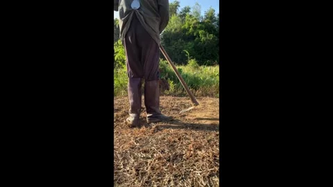Farmer is digging dry soil with a hoe in a rural garden - working under the.. Stock Footage 345552348