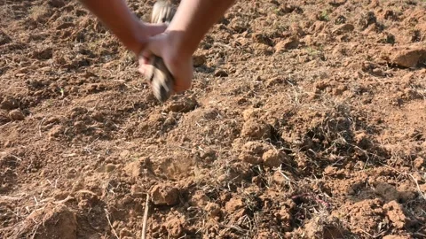 Farmer digging the field. 스톡 동영상 255709953