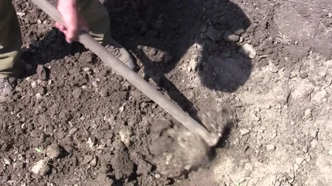 Farmer digging his garden, digging in dry land Stock Footage 166523383