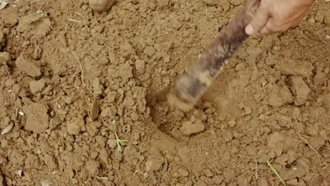 Farmer digging a hole in soil using a machete for planting Vídeos de archivo 335135920